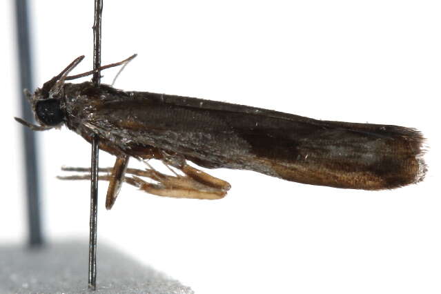 Image de <i>Phycitodes reliquella</i>