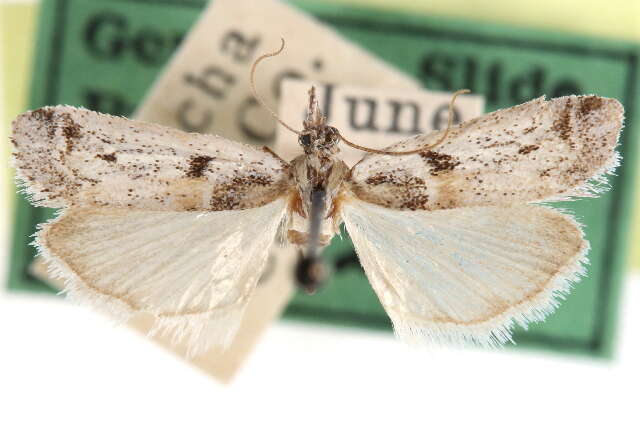 Image of Rostrolaetilia placidella Barnes & McDunnough 1918