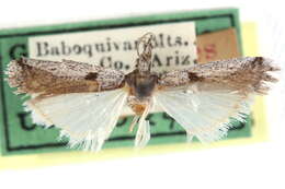 Image of Rostrolaetilia nigromaculella Hulst 1900