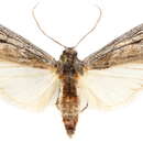 Image de Eremberga leuconips