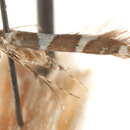 Image of Telamoptilia hibiscivora