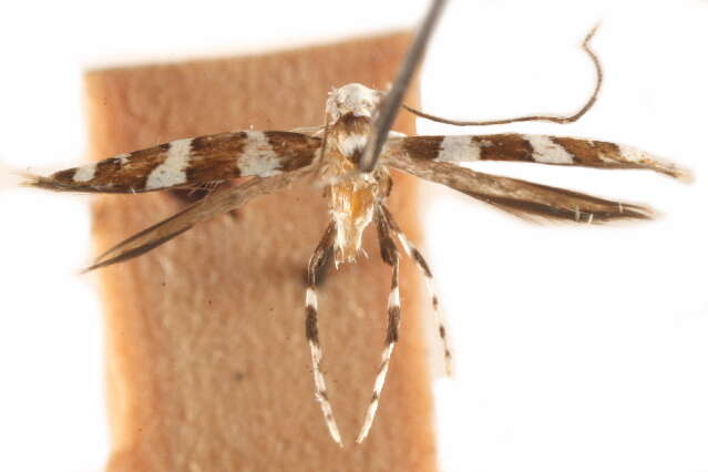 Image of Telamoptilia hibiscivora