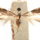 Image of Zimmermannia phleophaga (Busck 1914) van Nieukerken et al. 2016