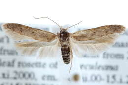 Image of Blastobasis yuccaecolella Dietz 1910