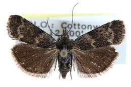 Image of Catastia incorruscella Hulst 1895