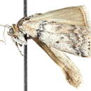 Image of Meroptera mirandella Ragonot 1893