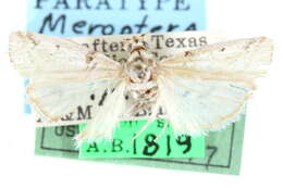 Image of Meroptera anaimella Blanchard & Knudson 1985