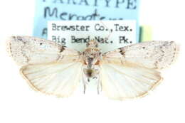 Image of Meroptera anaimella Blanchard & Knudson 1985