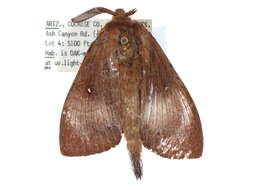 Image of Gloveria gargamelle Strecker 1884