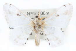 Image of Penicillifera apicalis (Walker 1862)