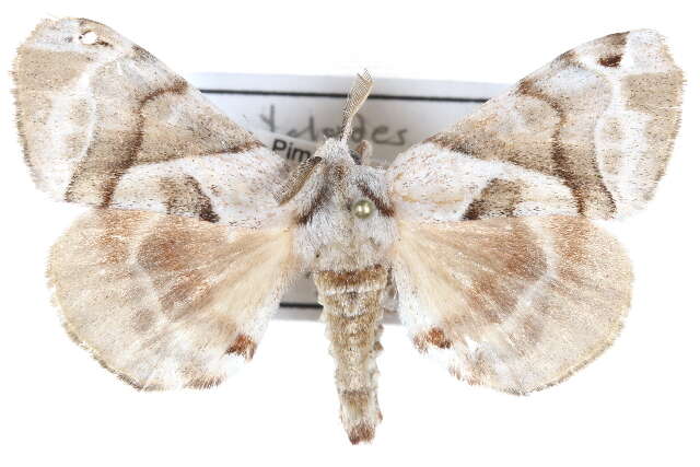 Image of Pudefacted Apatelodes Moth