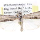 Triozosneura dorsonotata Blanchard 1973 resmi