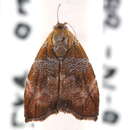 Image of Choreutis gratiosa