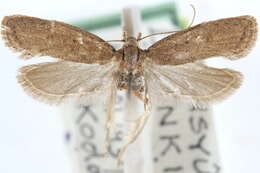 Image of Autosticha kyotensis Matsumura 1931