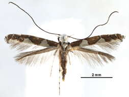 Image of Gracillarioidea