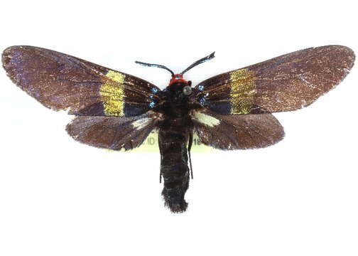 Image of Callizygaena