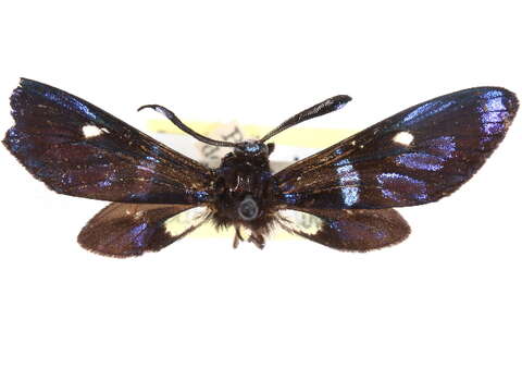 Image of Callizygaena