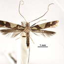 Plancia ëd Caloptilia deltanthes (Meyrick 1935)