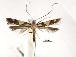 Image of Caloptilia deltanthes (Meyrick 1935)