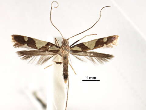 Imagem de Caloptilia deltanthes (Meyrick 1935)