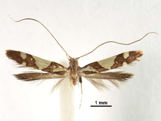 Image of Caloptilia deltanthes (Meyrick 1935)