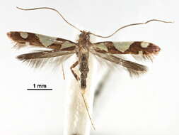 Image of Caloptilia deltanthes (Meyrick 1935)