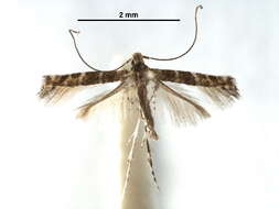 Image of Spulerina