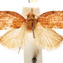 Image of Cuspidata ditoma Diakonoff 1960