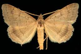 Image of Vetch Looper Moth