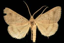 Image of Vetch Looper Moth