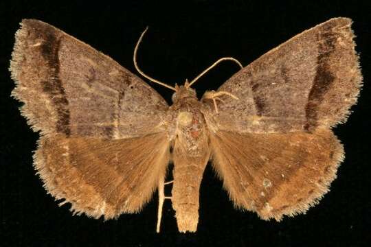 Image of Woodland Chocolate Moth