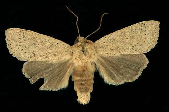 Image de Leucania inermis Forbes 1936