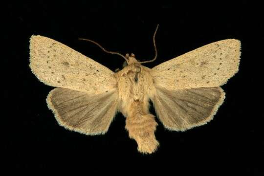 Image de Leucania inermis Forbes 1936