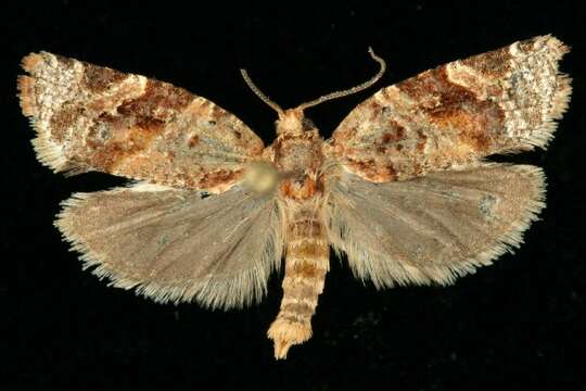 Image of Jack Pine Tube Moth