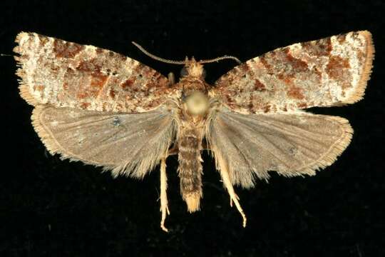 Image of Jack Pine Tube Moth