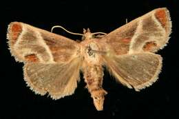 Image of Shagreened Slug Moth