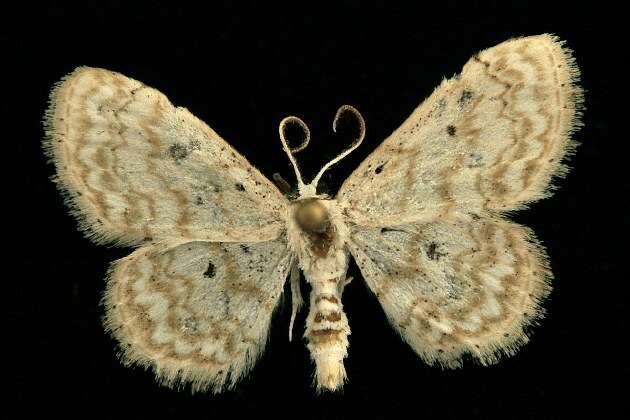 Image of <i>Idaea obfusaria</i>