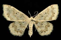 Image of <i>Idaea obfusaria</i>