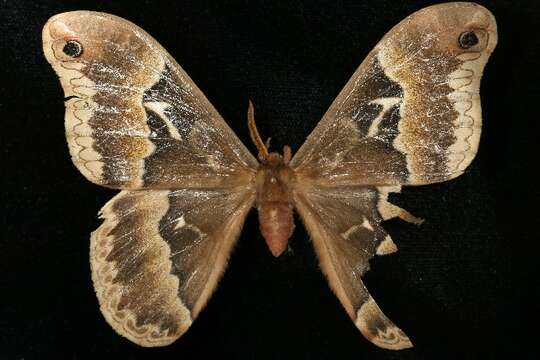 Image of Tulip-tree Silkmoth