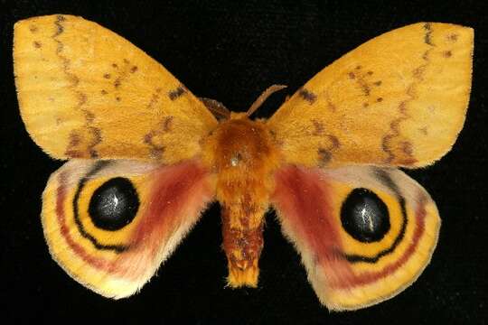 Image of Io Moth