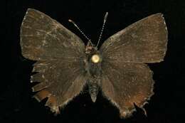 Imagem de <i>Callophrys henrici</i>