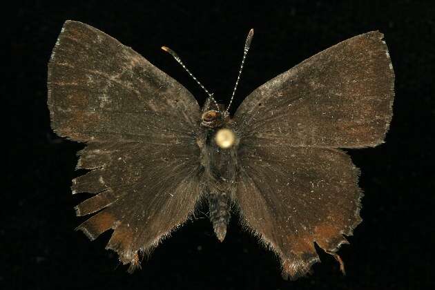 Imagem de <i>Callophrys henrici</i>