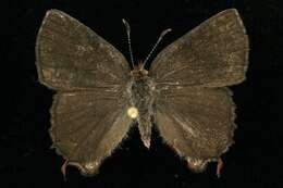 Imagem de <i>Callophrys henrici</i>