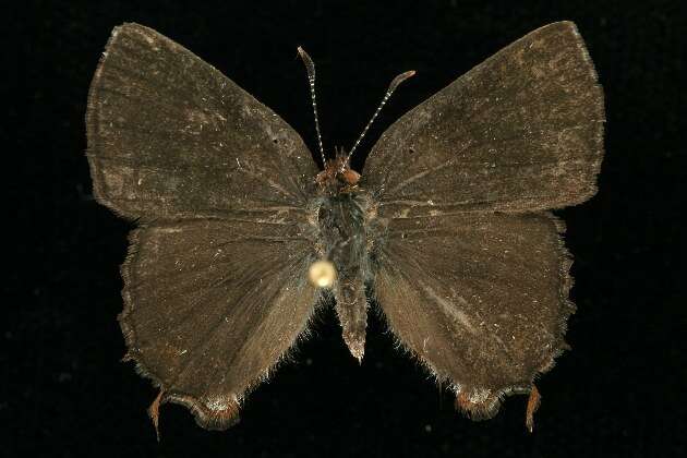 Imagem de <i>Callophrys henrici</i>