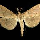 Herpetogramma centrostrigalis Stephens 1834 resmi