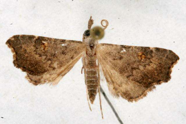 Redectis pygmaea Grote 1878 resmi