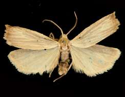 Image of Dark Gray Lichen Moth