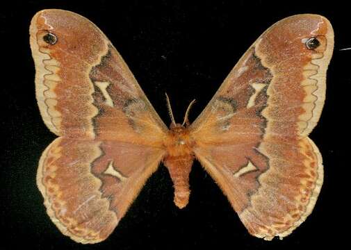 Image of Tulip-tree Silkmoth