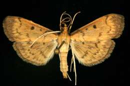 Image of <i>Herpetogramma fluctuosalis</i>