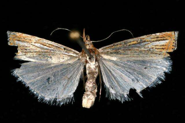 Image of Crambus multilinellus Fernald 1887